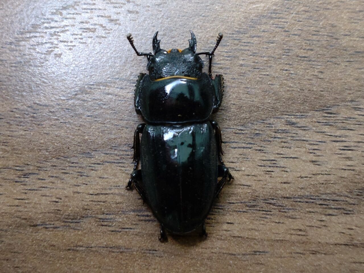 【特大個体】 ツシマヒラタクワガタ ♂約80mm 標本 ツシマヒラタ ツシマヒラタクワガタ 飼育記録 1-1 : B研