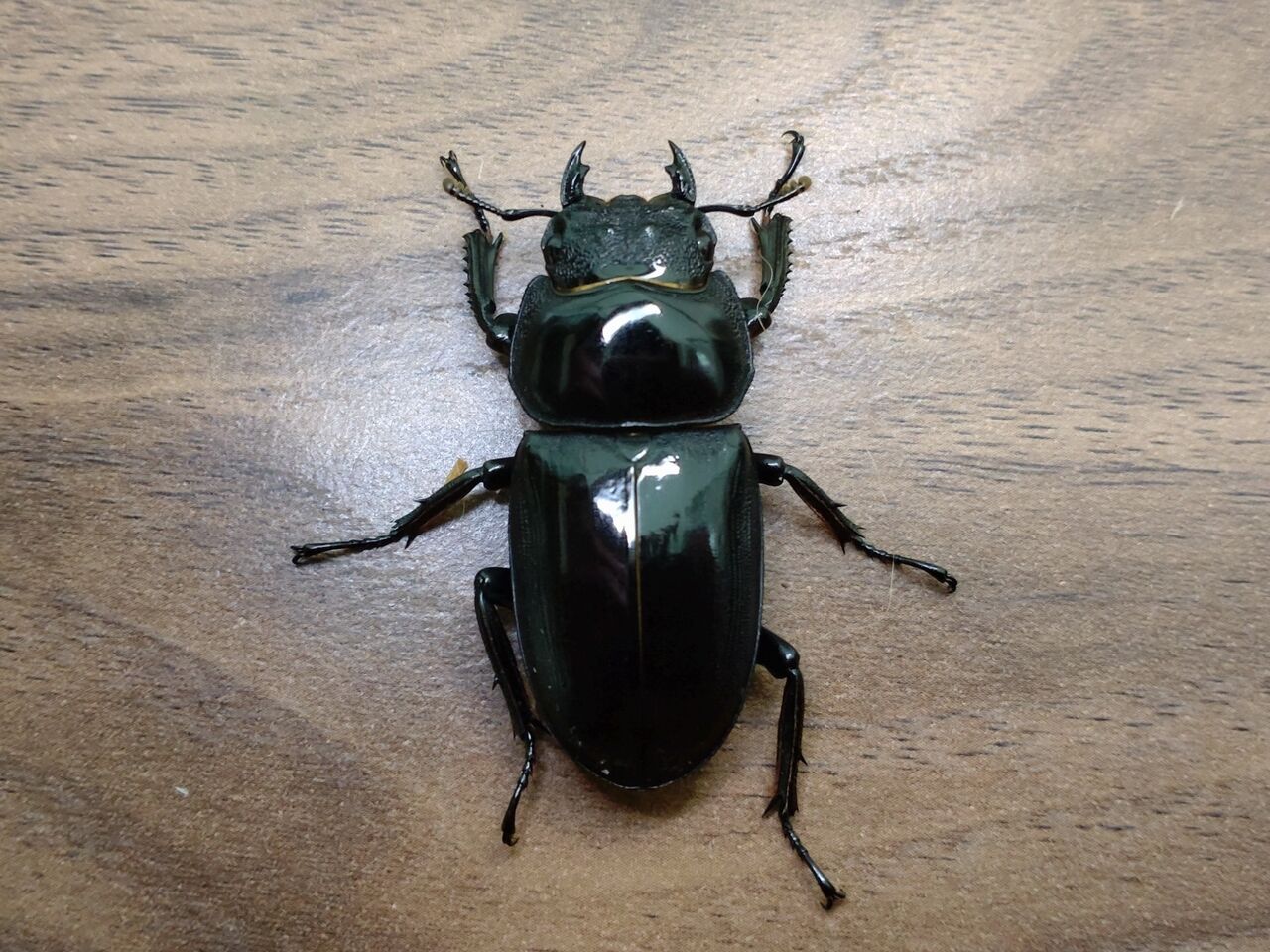 シェンクリングオオクワガタ 飼育記録 1-1 : B研