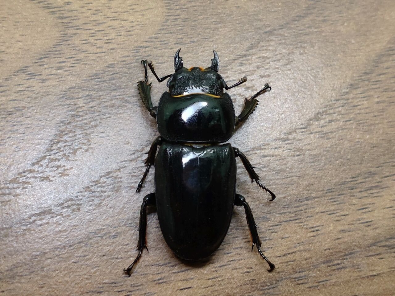 【特大個体】 ツシマヒラタクワガタ ♂約80mm 標本 ツシマヒラタ ツシマヒラタ80㎜ペア (51) | クワガタTOP GUN