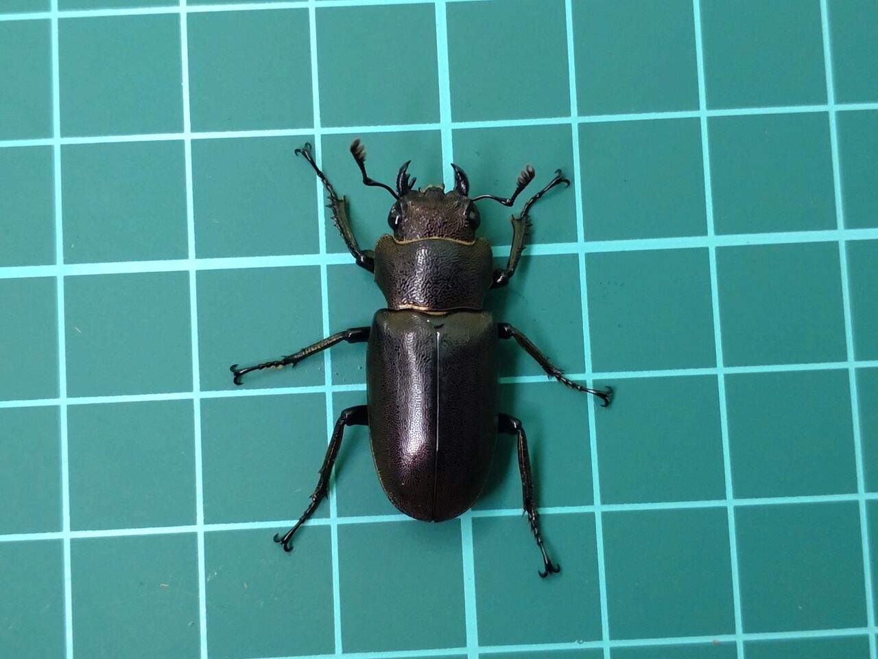 メタリフェルホソアカクワガタ ペレン島亜種 飼育記録1-1 : B研