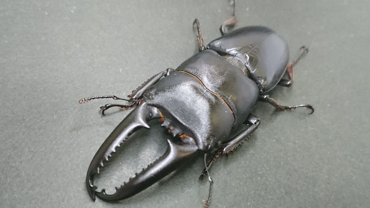 【特大個体】 ツシマヒラタクワガタ ♂約80mm 標本 ツシマヒラタ ツシマヒラタクワガタ 飼育記録 1-1 : B研