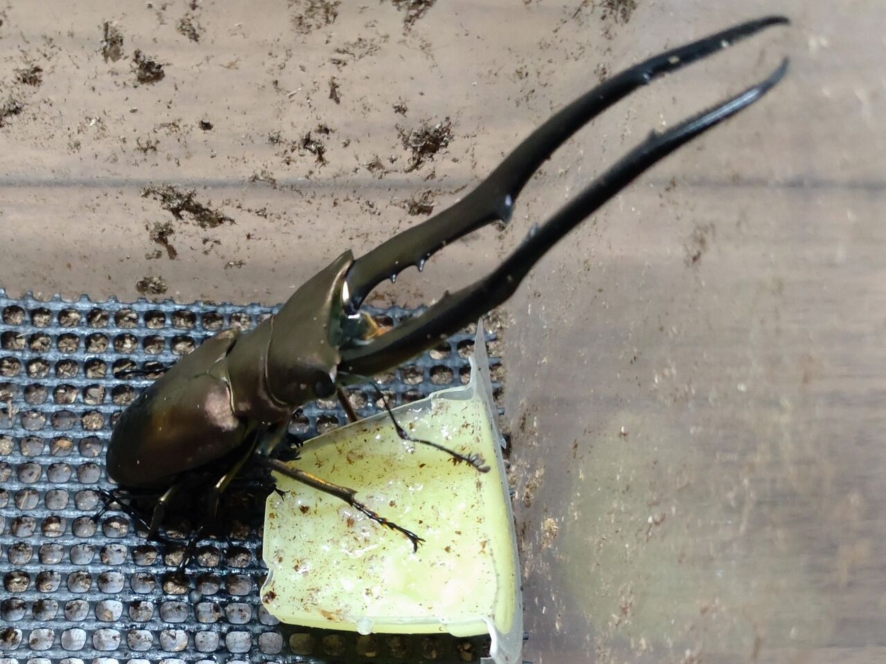 メタリフェルホソアカクワガタ ペレン島亜種 飼育記録1-1 : B研