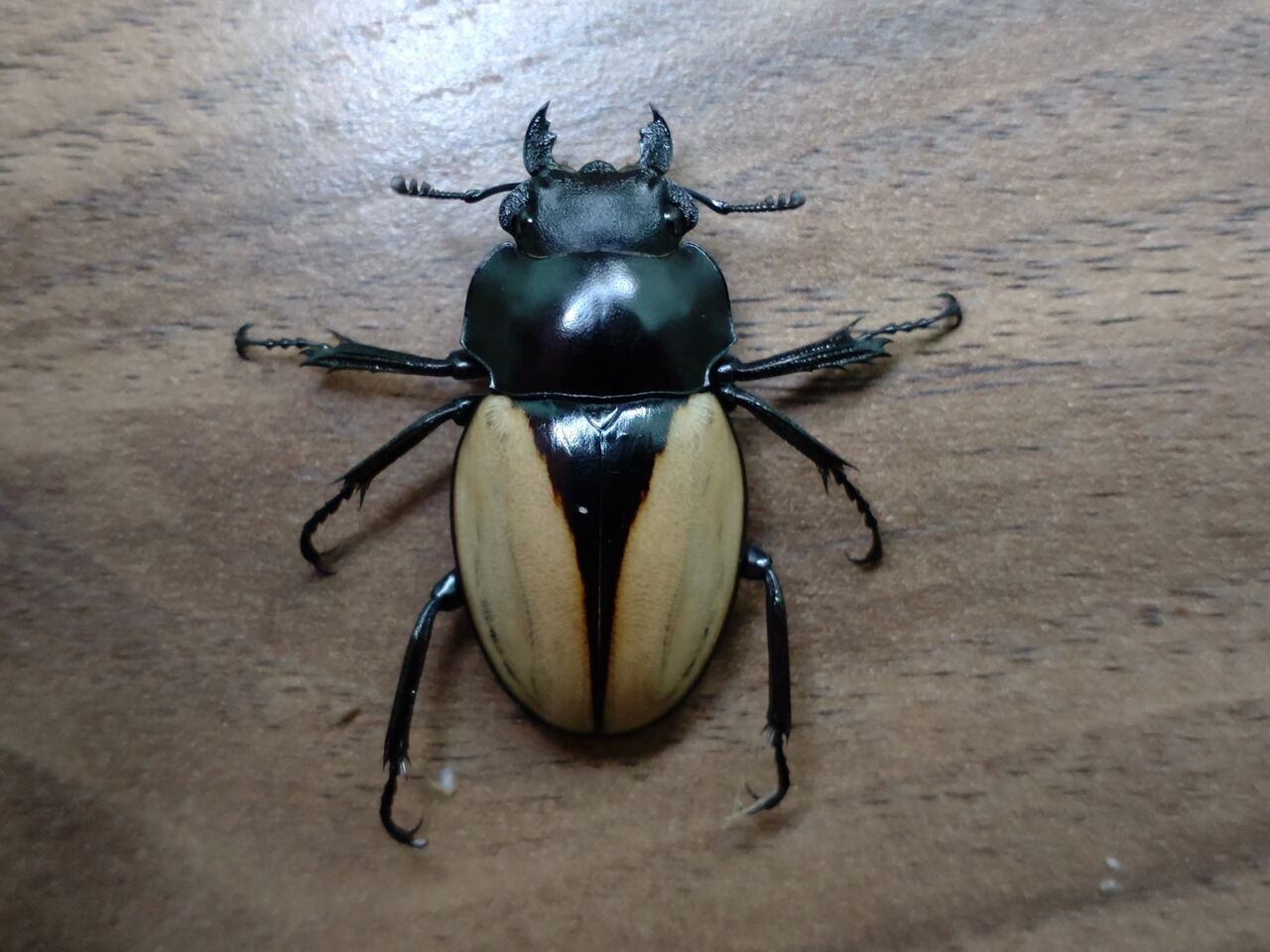 ≪≪　タイ便　天然！　秋の風物詩第2弾　モウホツヤクワガタ（エレガンス）　７２ミリ　 成虫ペア　≫ 