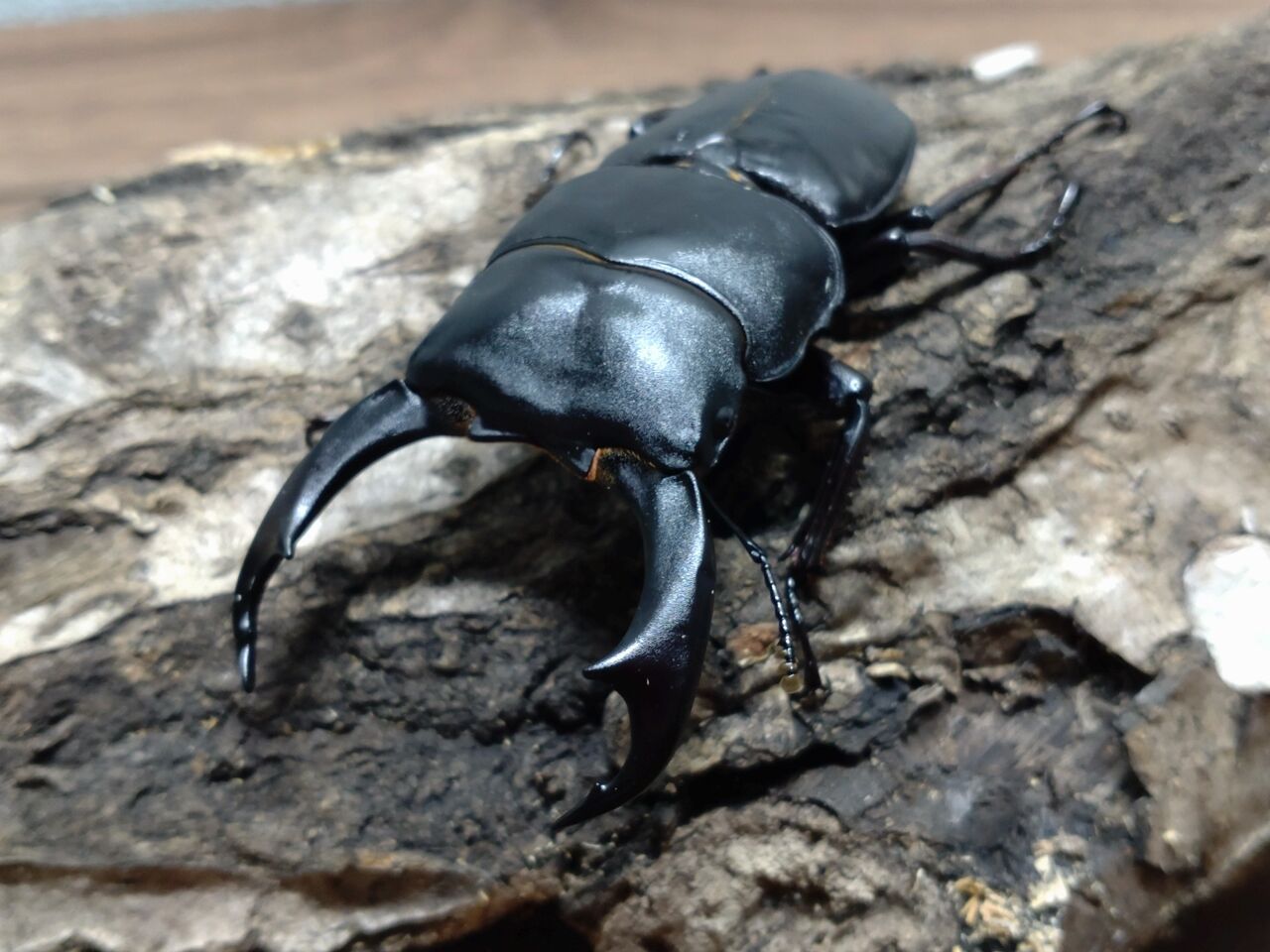 シェンクリングオオクワガタ 飼育記録 1-1 : B研