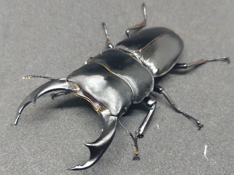 クワガタ　ジオラマ　シェンクリングオオクワガタ 楽天市場】【DDA】シェンクリング オオクワガタ 成虫 ♂60