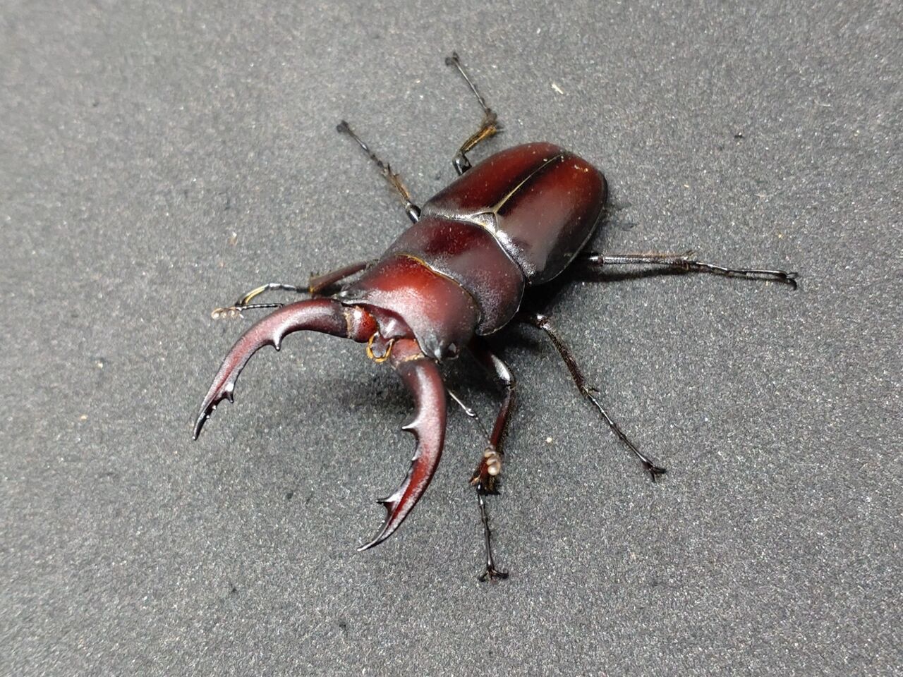 タカサゴノコギリクワガタ 飼育記録 1-1 : B研