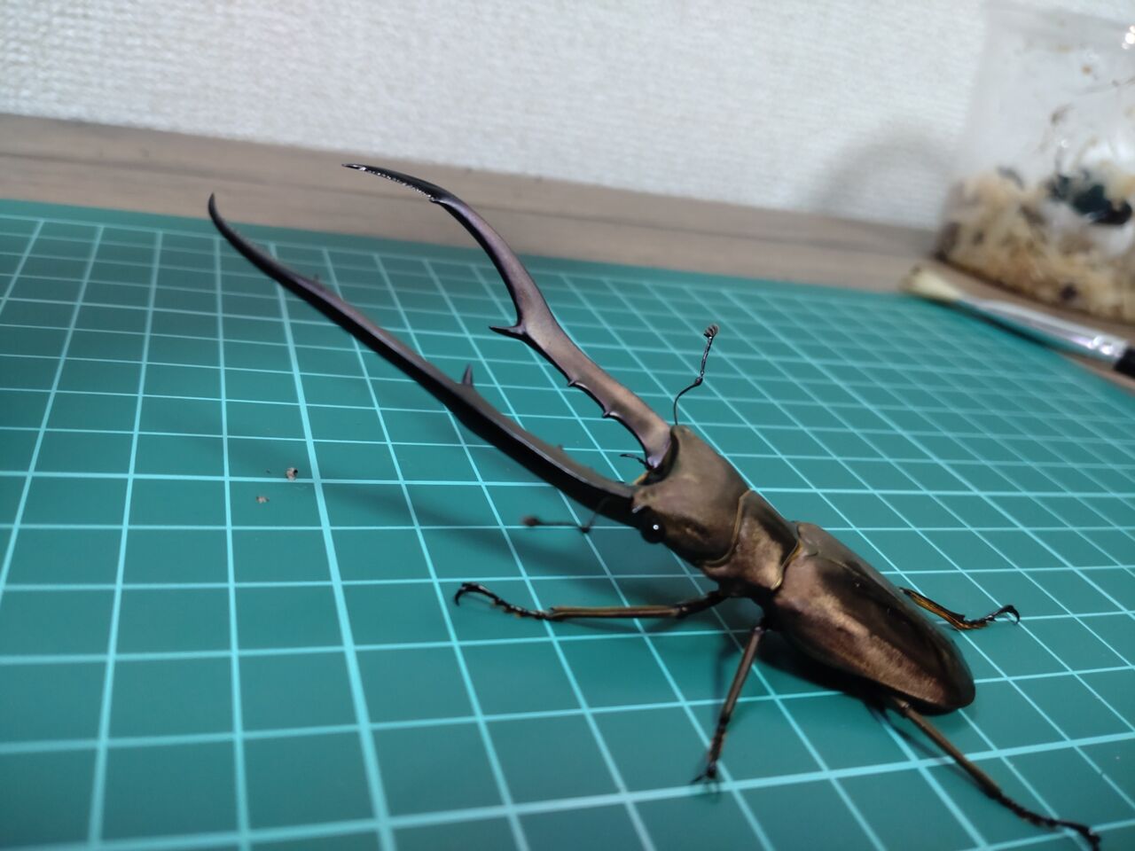 メタリフェルホソアカクワガタ ペレン島亜種 飼育記録1-1 : B研