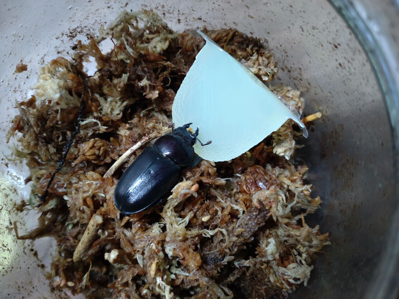 タカサゴノコギリクワガタ 飼育記録 1-1 : B研
