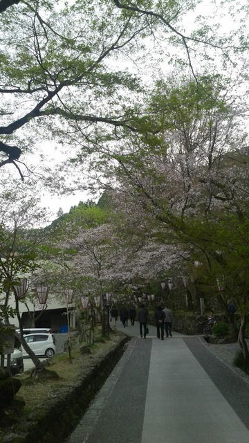 (4)桜道