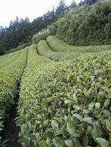 岡林さんの茶園3