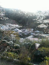 佐川の桜6