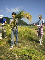 2012.10.9稲刈り風景4.jpg