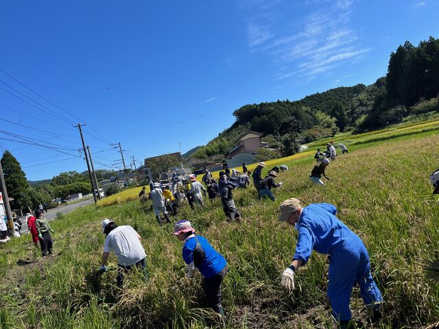 2023.10.5写真8 稲刈り風景2