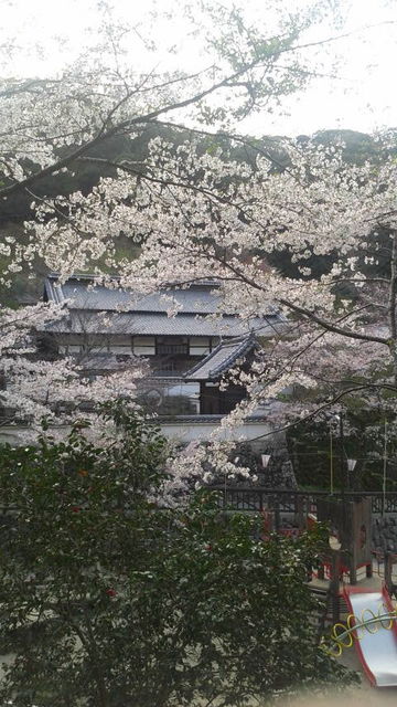 (5)桜道2