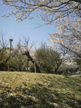 城西公園の桜7