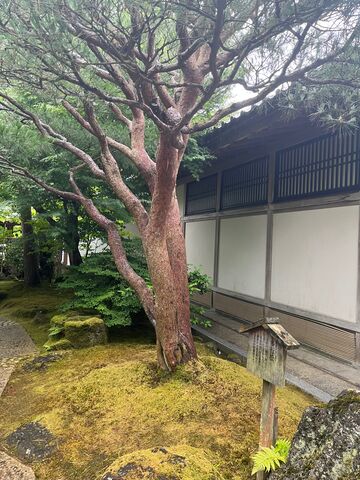 写真7 多行松
