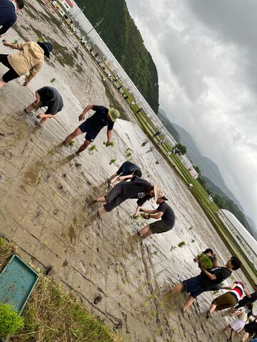 写真6 田植え2