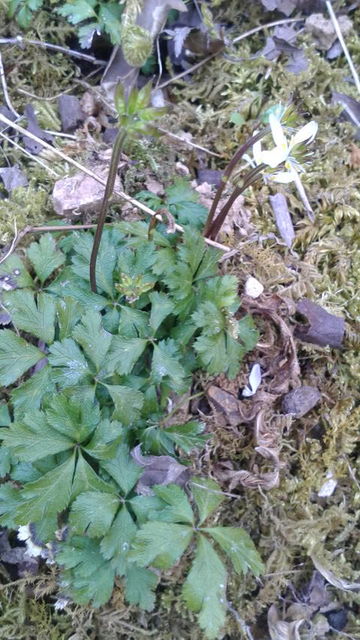 (11)�Х����������