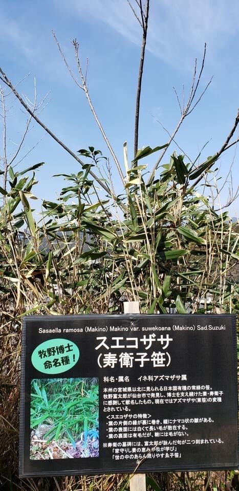写真4 スエコザサ