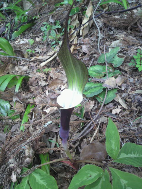 珍しい形の綺麗な花