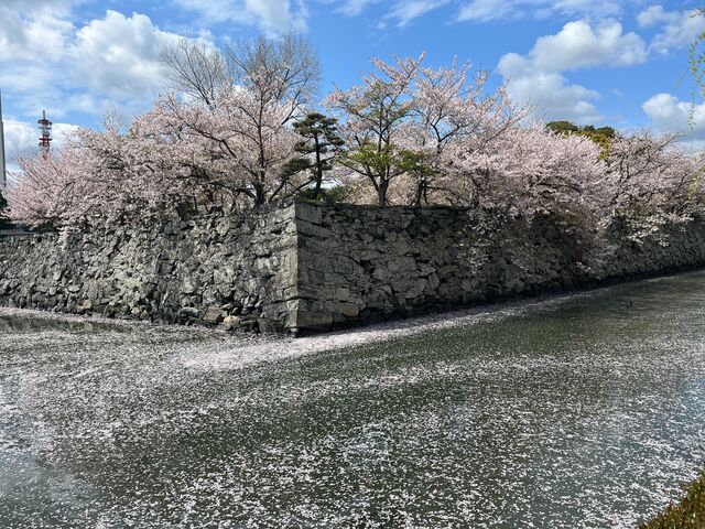 写真1 桜