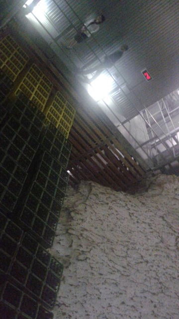 (29)�����¢��