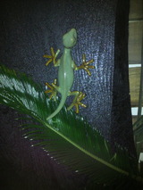 Ź����ɤ˥���