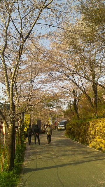 (7)桜道4