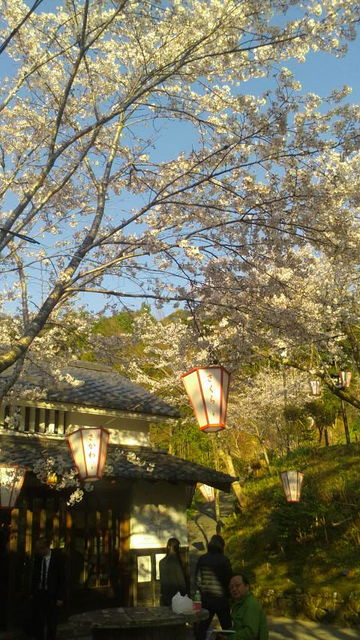 (7)花見棟と桜