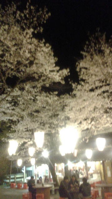 (17)夜桜とぼんぼり