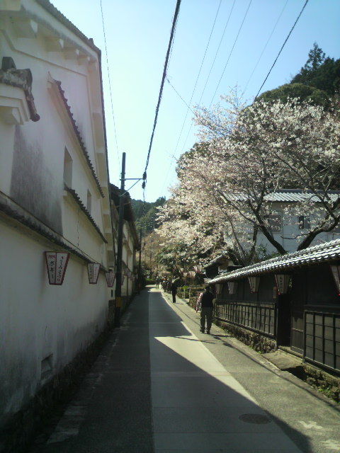 (7)「ほてい」と桜