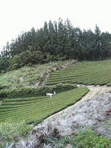 岡林さんの茶園2