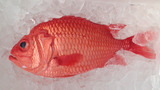 恵比須鯛1.jpg