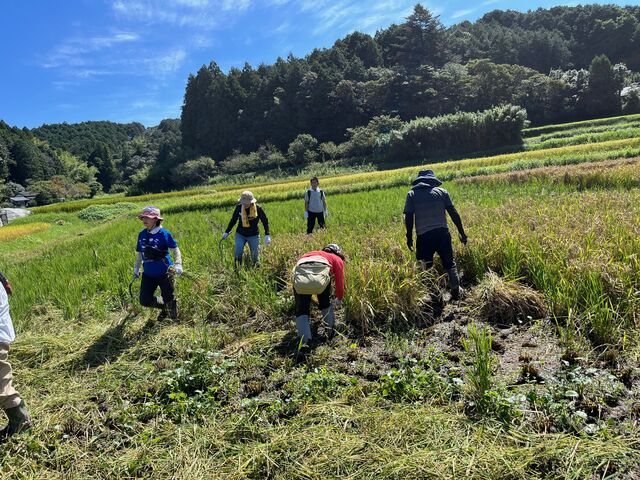 2023.10.5写真9 稲刈り風景3