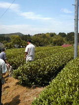 今年一部放棄された茶園