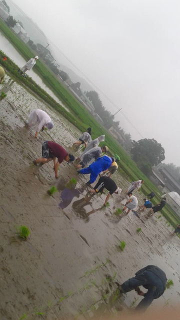 2018.6.15(7)田植え風景2