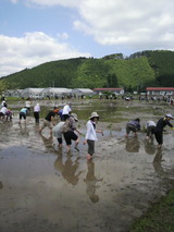2012.6.13田植え風景2