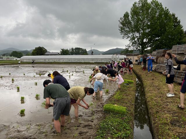 写真4 田植えスタート