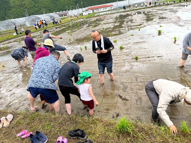 写真5 田植え