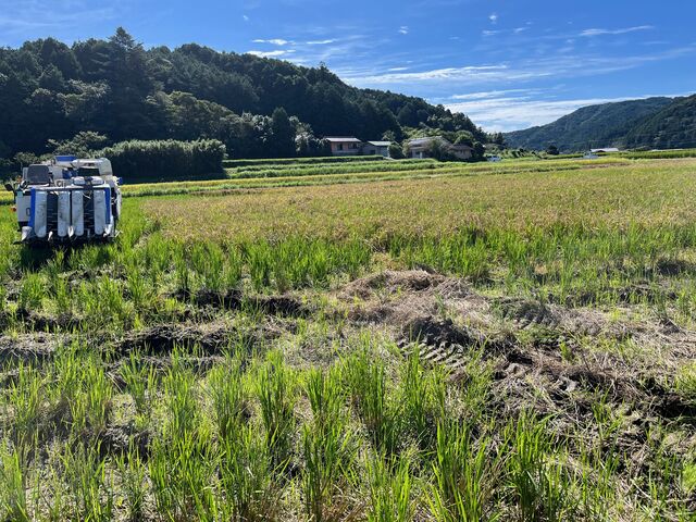 写真3 土佐麗の田んぼ