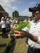 佐々木さん植え方解説
