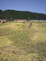 2012.10.9稲刈り終了.jpg