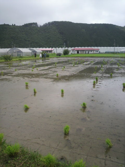 (4)田植え前の田んぼ