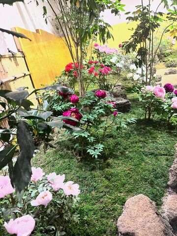 写真12 牡丹と芍薬