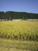 2012.9.9山田錦の田んぼ.jpg