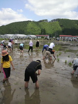 2012.6.13田植え風景