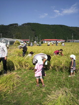 2012.10.9稲刈り風景3.jpg