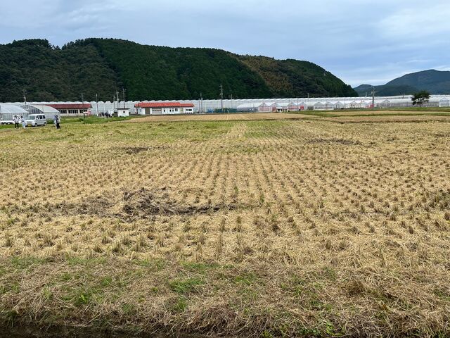 写真11 稲刈り終了
