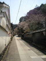 2011.3.30佐川の桜