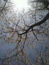城西公園の桜9